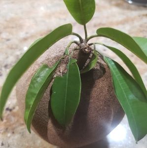 Meet your Posher, Fundación